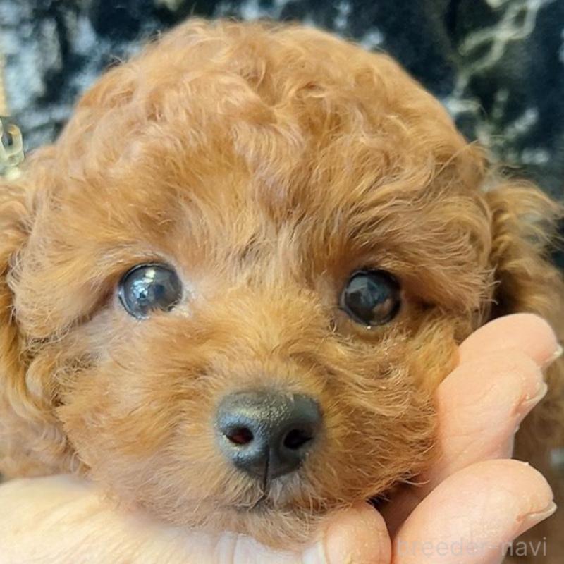 販売中の千葉県のタイニープードル-438995の4枚目