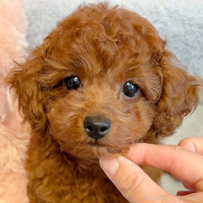 販売中の千葉県のタイニープードル-438995