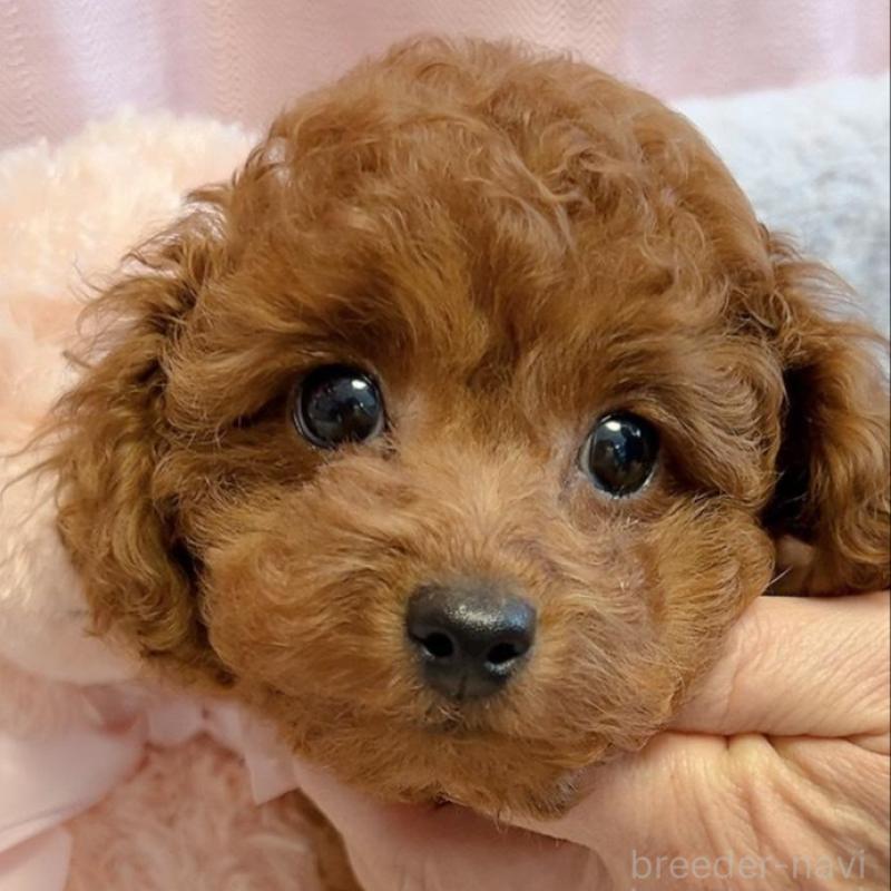 販売中の千葉県のタイニープードル-438995の2枚目