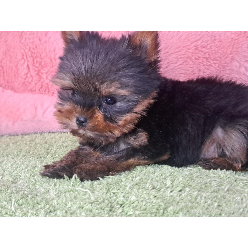 成約済の愛知県のヨークシャーテリア-429304の6枚目