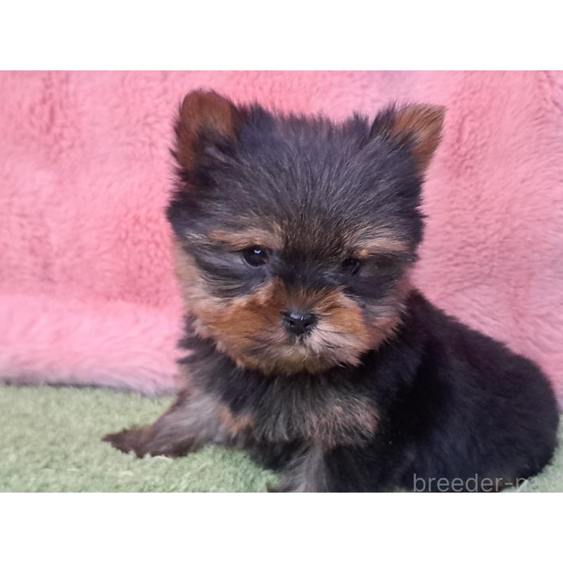 成約済の愛知県のヨークシャーテリア-429304の4枚目