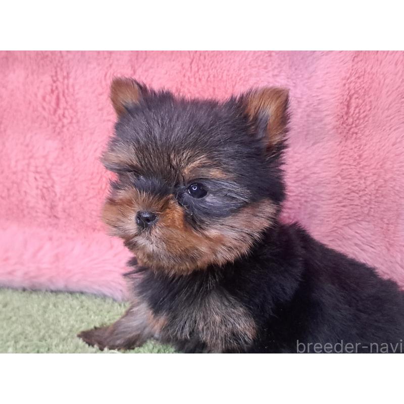 成約済の愛知県のヨークシャーテリア-429304の3枚目