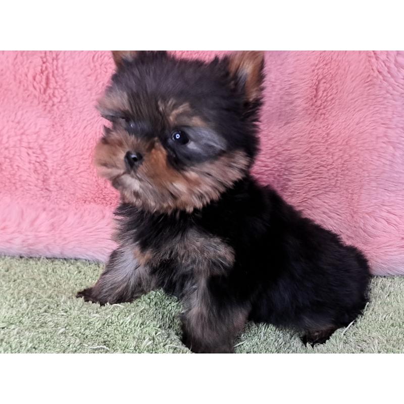 成約済の愛知県のヨークシャーテリア-429304の2枚目