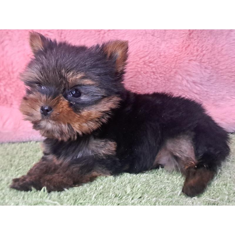 販売中の愛知県のヨークシャーテリア-429304