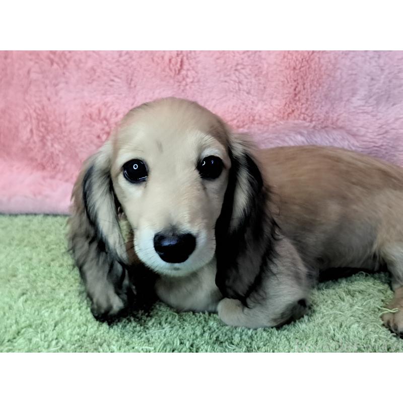 販売中の愛知県のミニチュアダックスフンド(ロングヘアード)-423202