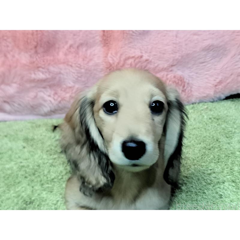 成約済の愛知県のミニチュアダックスフンド(ロングヘアード)-423202の4枚目