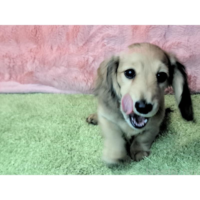 販売中の愛知県のミニチュアダックスフンド(ロングヘアード)-423202