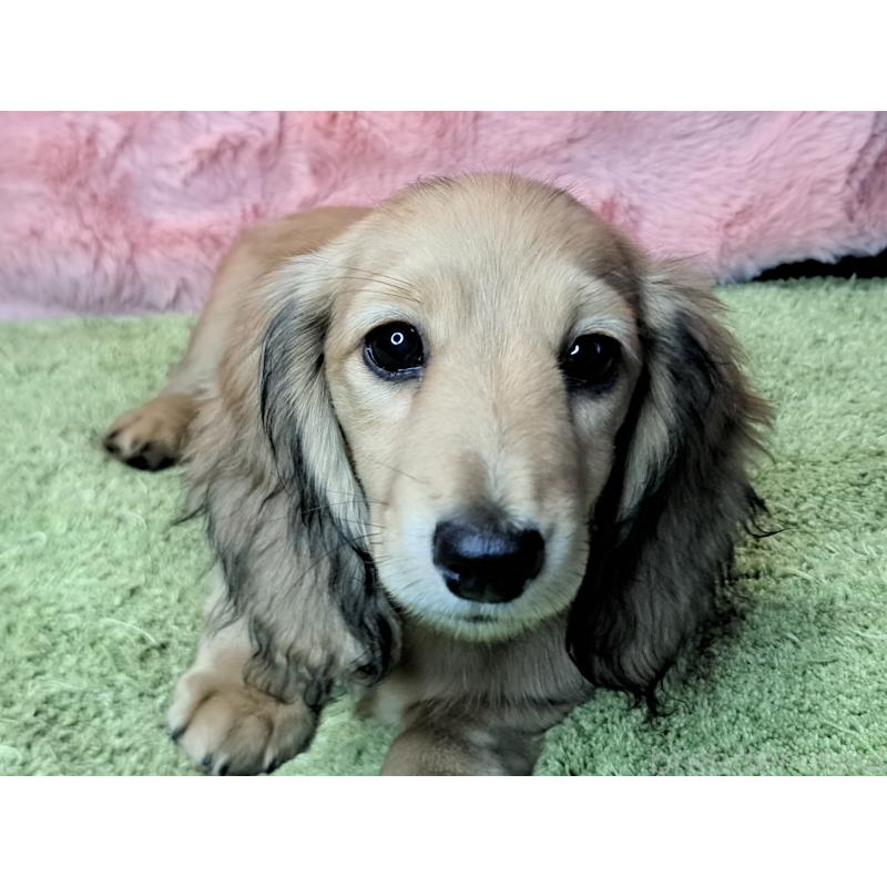 成約済の愛知県のミニチュアダックスフンド(ロングヘアード)-423202の2枚目