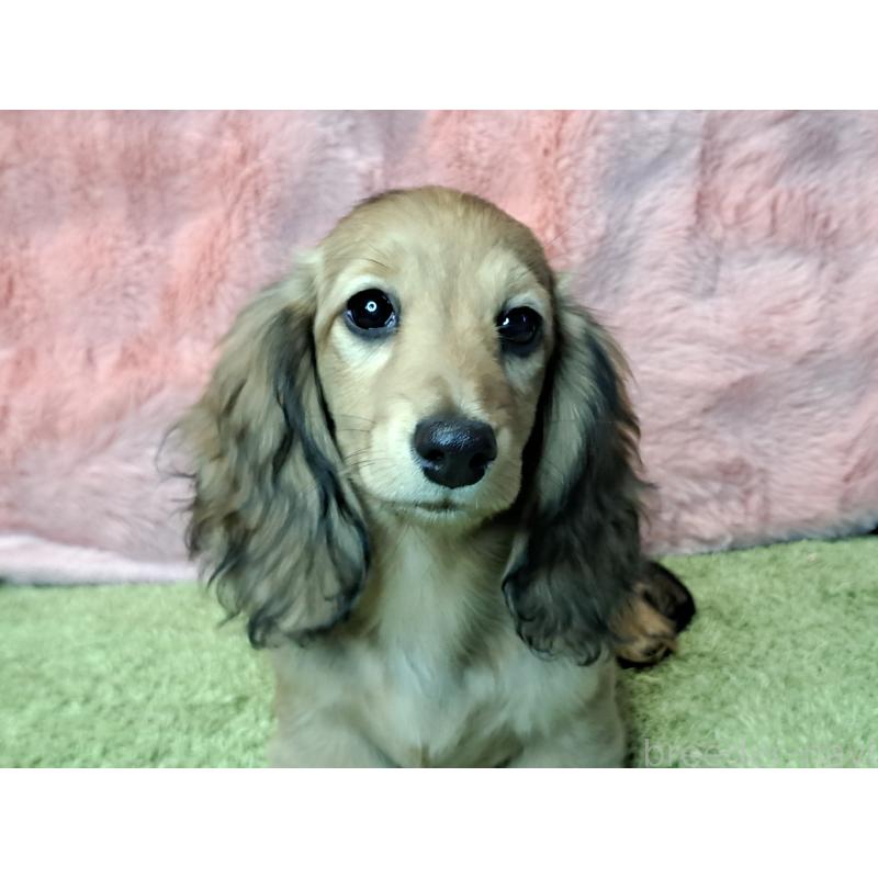 成約済の愛知県のミニチュアダックスフンド(ロングヘアード)-423204の5枚目