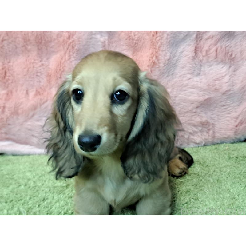 販売中の愛知県のミニチュアダックスフンド(ロングヘアード)-423204