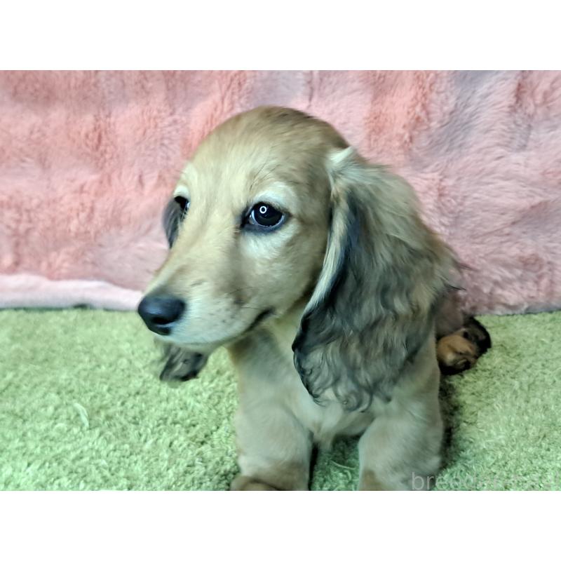 成約済の愛知県のミニチュアダックスフンド(ロングヘアード)-423204の4枚目