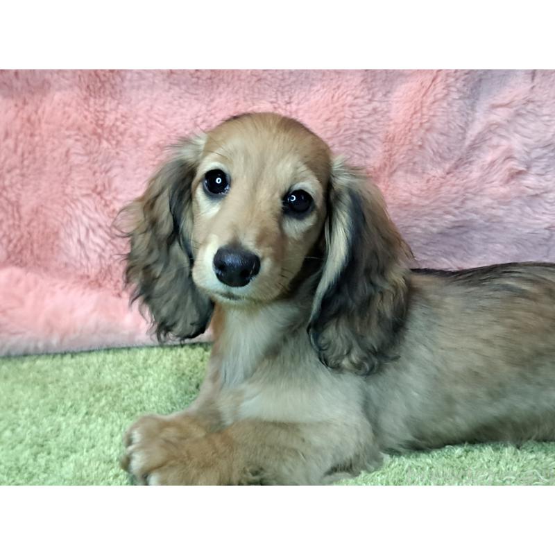 成約済の愛知県のミニチュアダックスフンド(ロングヘアード)-423204の3枚目