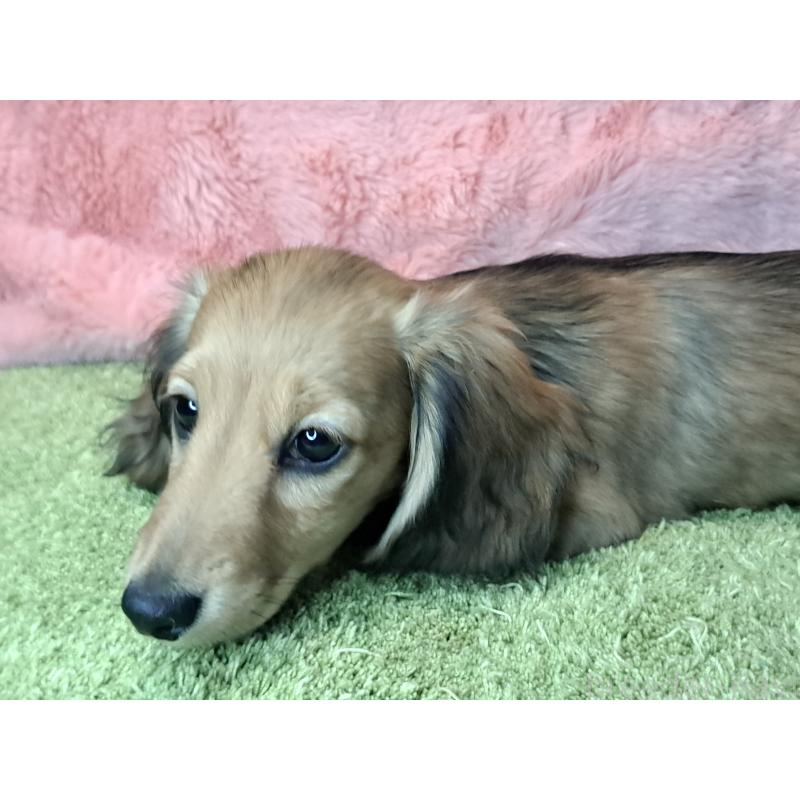 成約済の愛知県のミニチュアダックスフンド(ロングヘアード)-423204の2枚目