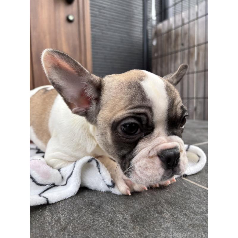販売中の京都府のフレンチブルドッグ-422750の9枚目