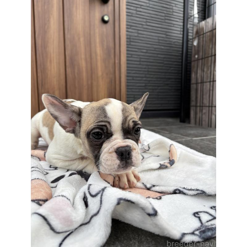 販売中の京都府のフレンチブルドッグ-422750の8枚目