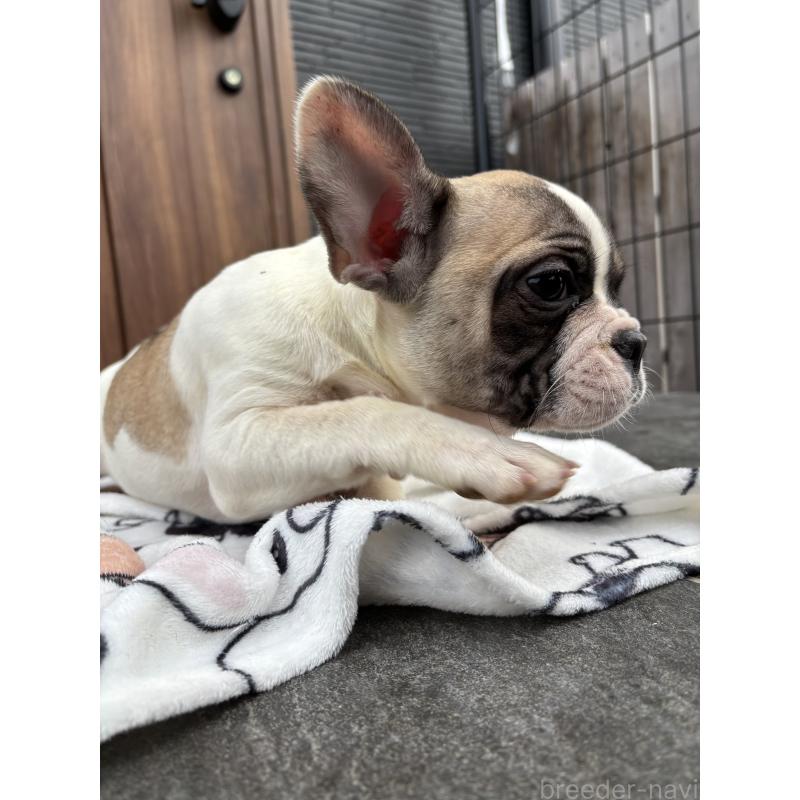 販売中の京都府のフレンチブルドッグ-422750の7枚目