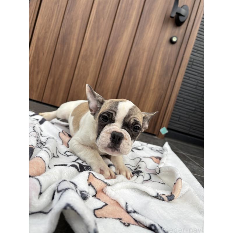 販売中の京都府のフレンチブルドッグ-422750の5枚目