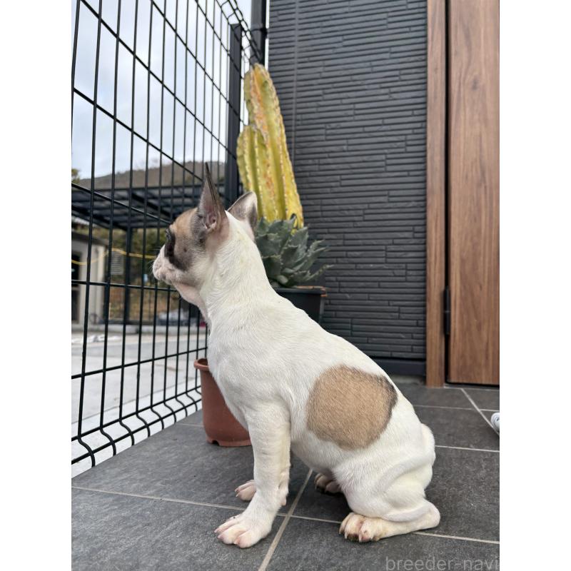 販売中の京都府のフレンチブルドッグ-422750の4枚目