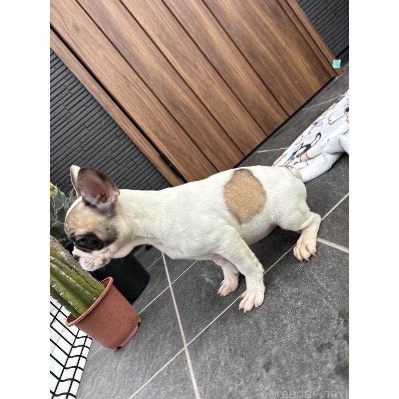 販売中の京都府のフレンチブルドッグ-422750の3枚目