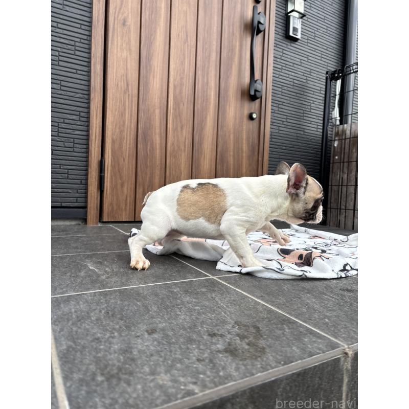 販売中の京都府のフレンチブルドッグ-422750の2枚目