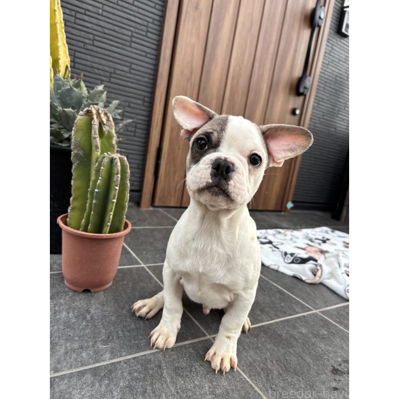 販売中の京都府のフレンチブルドッグ-422753の10枚目