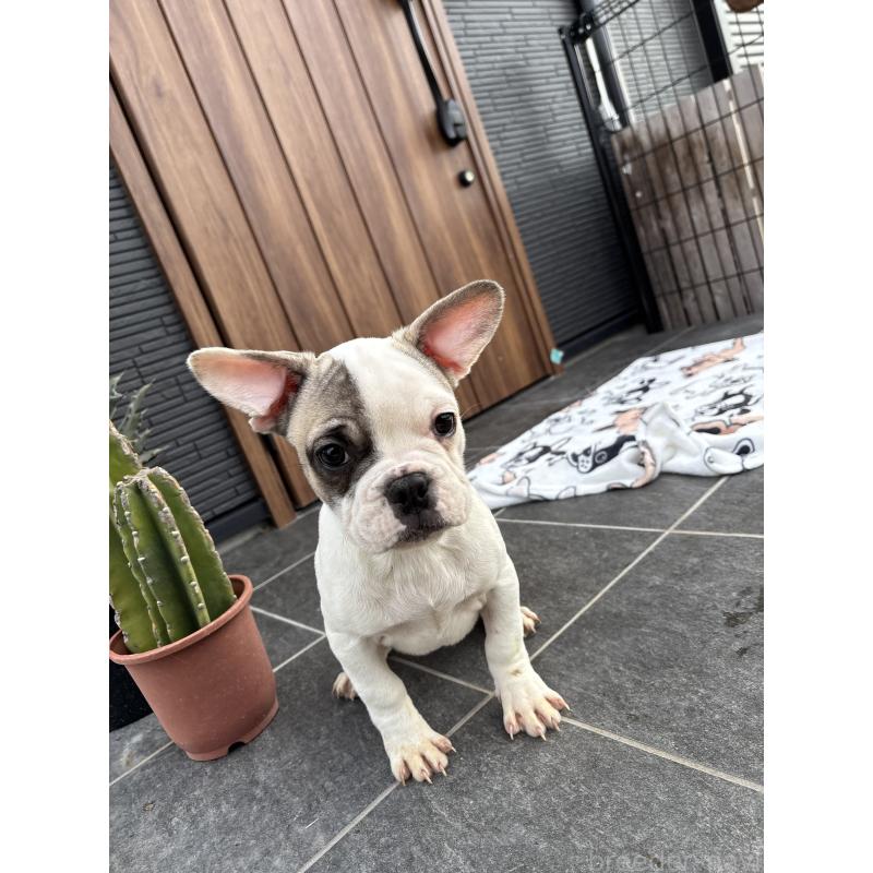 販売中の京都府のフレンチブルドッグ-422753の9枚目