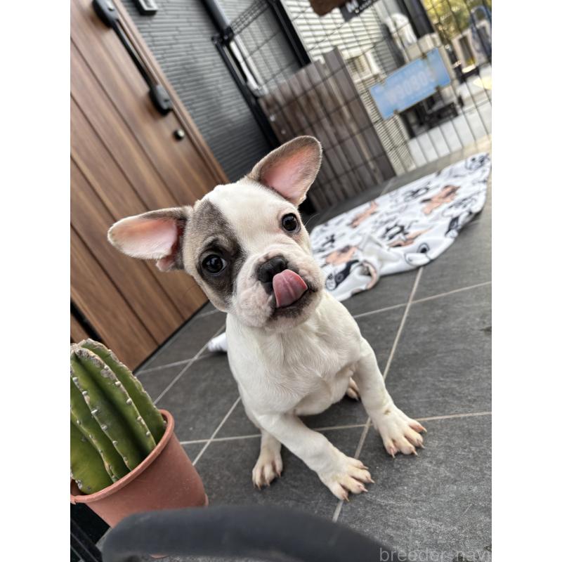 販売中の京都府のフレンチブルドッグ-422753の8枚目