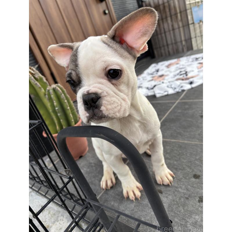 販売中の京都府のフレンチブルドッグ-422753の7枚目