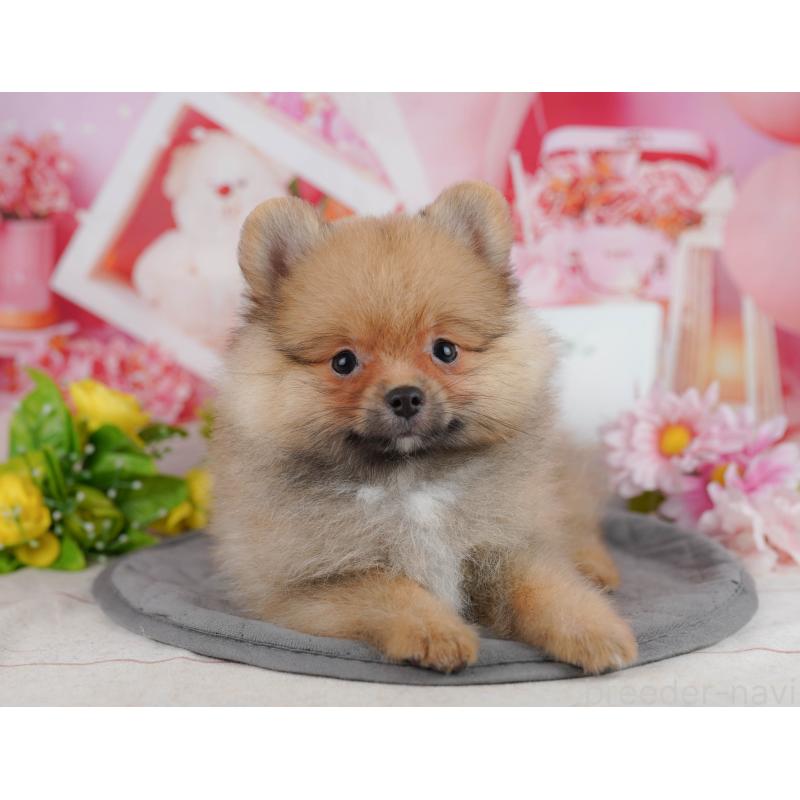 販売中の千葉県のポメラニアン-438998の9枚目