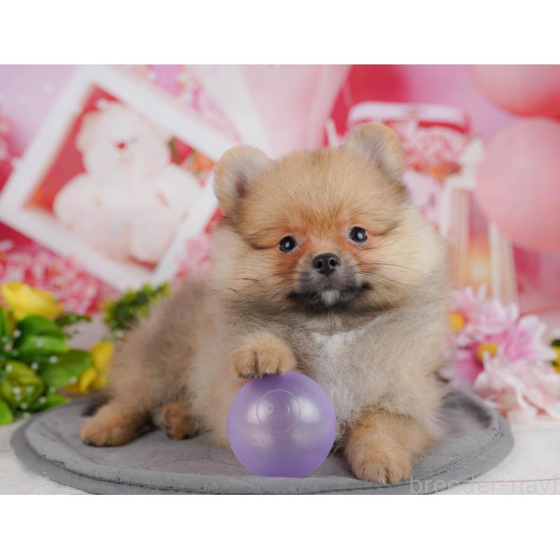 販売中の千葉県のポメラニアン-438998の8枚目