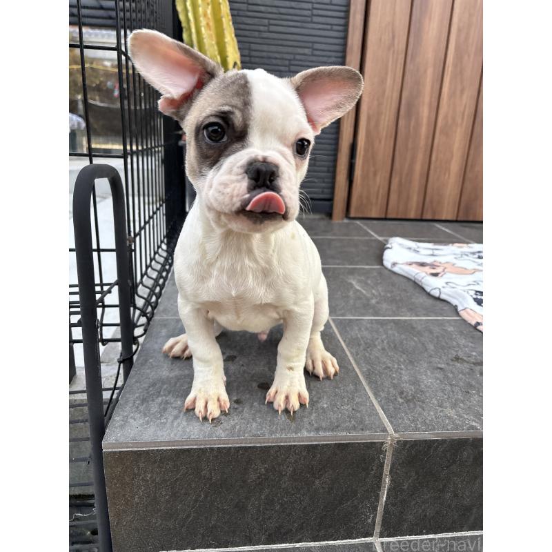 販売中の京都府のフレンチブルドッグ-422753の6枚目