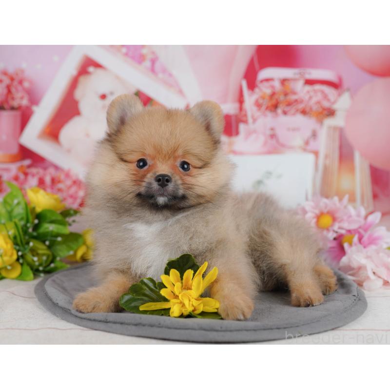 販売中の千葉県のポメラニアン-438998の7枚目