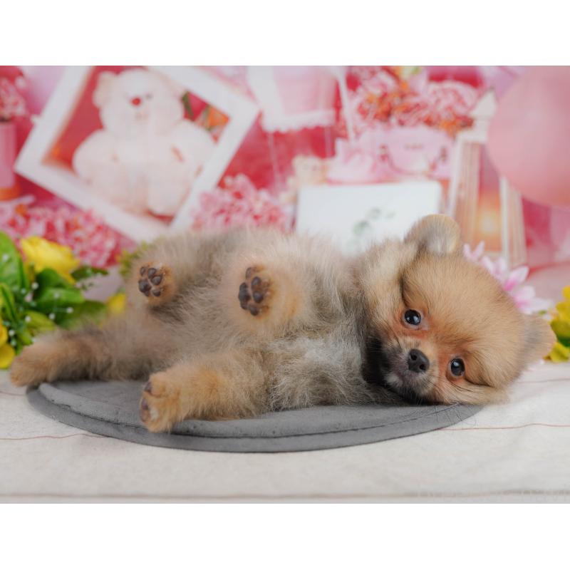 販売中の千葉県のポメラニアン-438998の6枚目