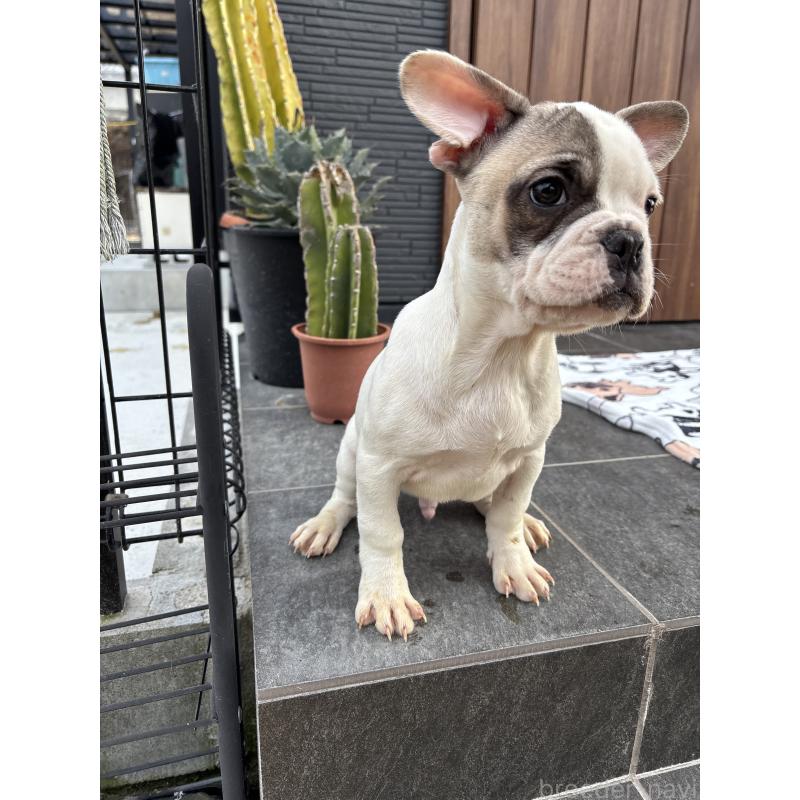 販売中の京都府のフレンチブルドッグ-422753の5枚目