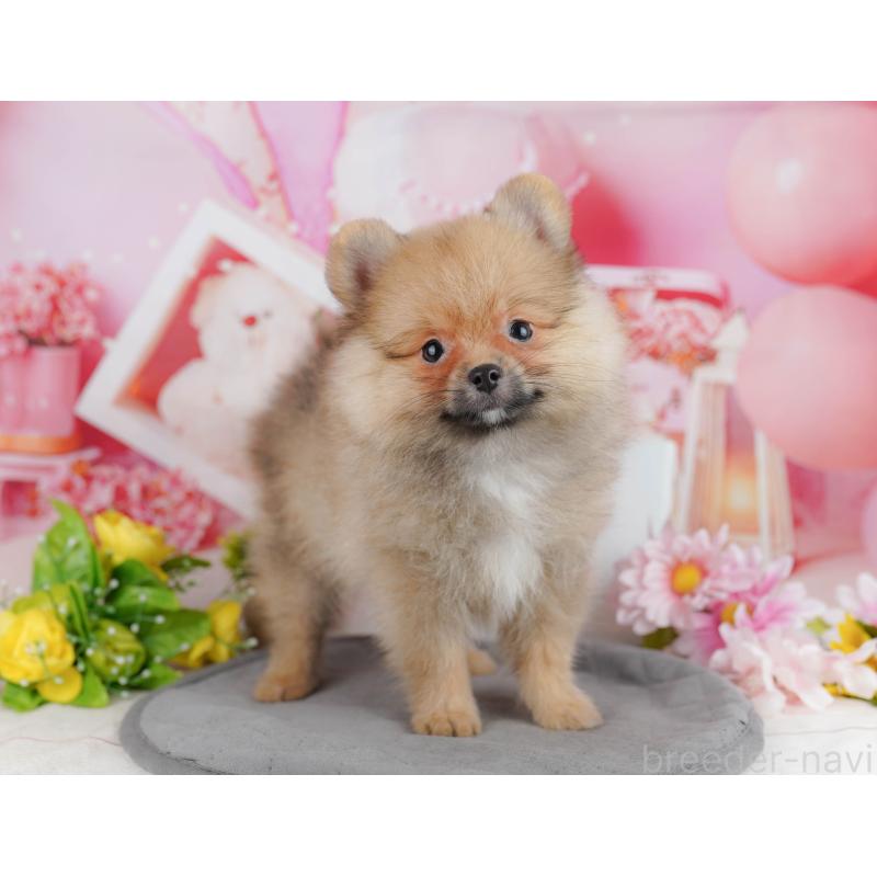 販売中の千葉県のポメラニアン-438998の4枚目