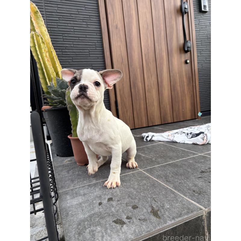 販売中の京都府のフレンチブルドッグ-422753の4枚目