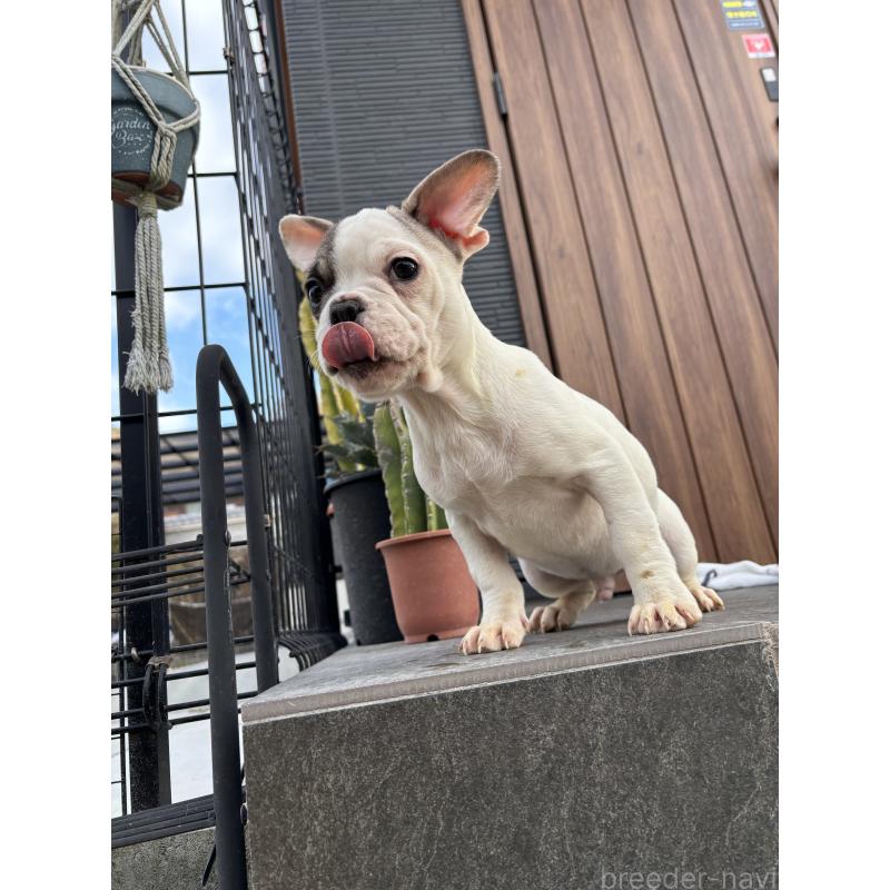 販売中の京都府のフレンチブルドッグ-422753の3枚目