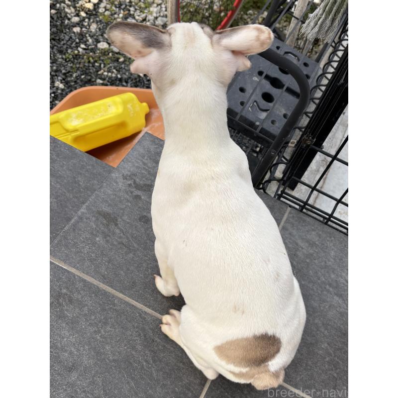 販売中の京都府のフレンチブルドッグ-422753の2枚目