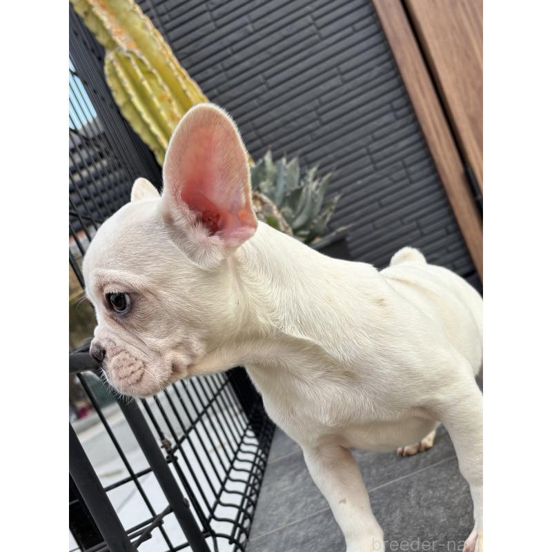 販売中の京都府のフレンチブルドッグ-422757の10枚目