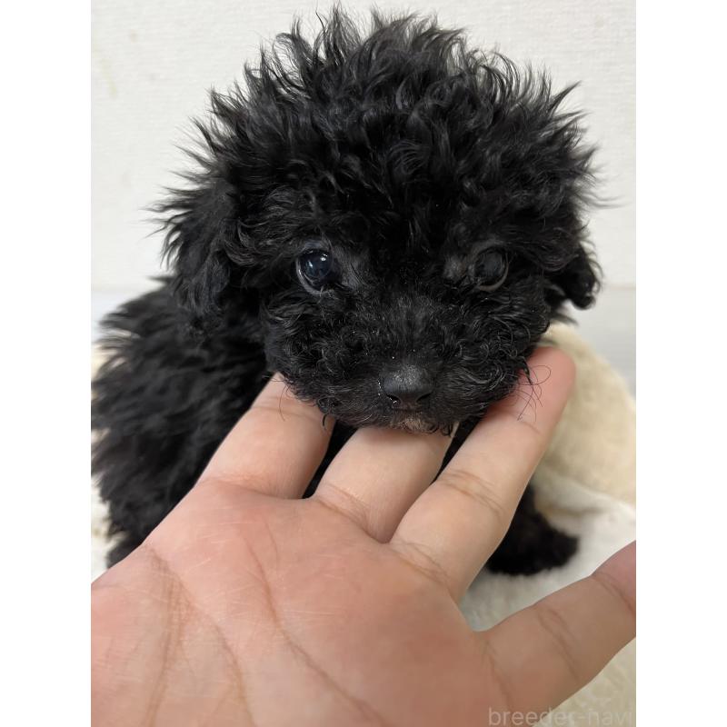 販売中の熊本県のタイニープードル-433449