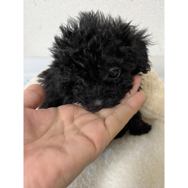 成約済の熊本県のタイニープードル-433449の4枚目