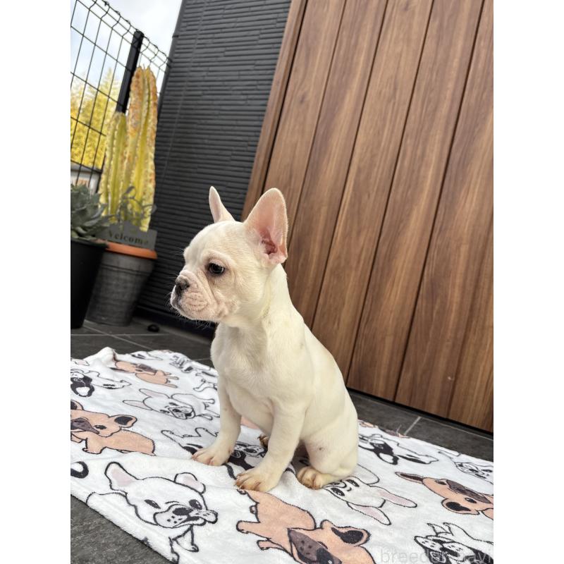 販売中の京都府のフレンチブルドッグ-422757の8枚目