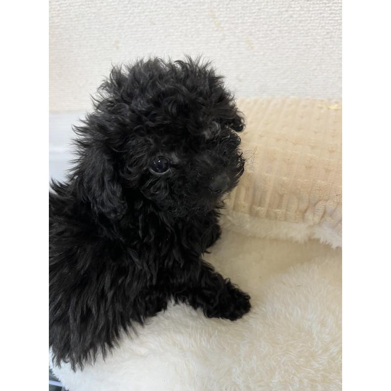 成約済の熊本県のタイニープードル-433449の3枚目