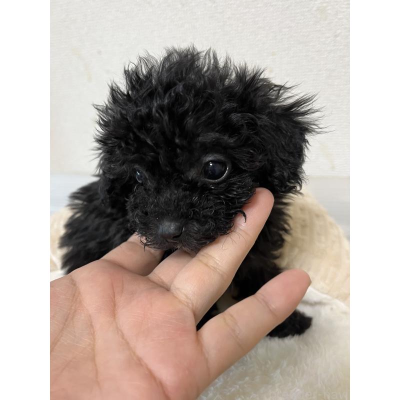 成約済の熊本県のタイニープードル-433449の2枚目