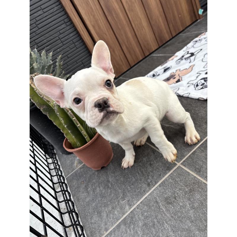 販売中の京都府のフレンチブルドッグ-422757の7枚目