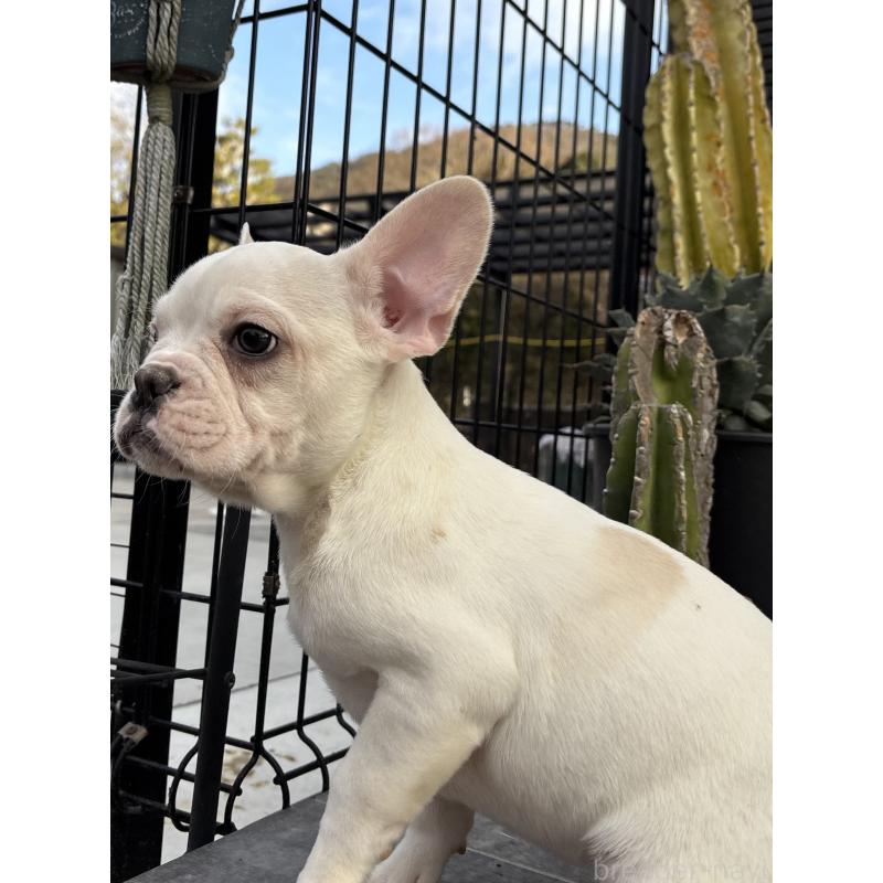 販売中の京都府のフレンチブルドッグ-422757の6枚目