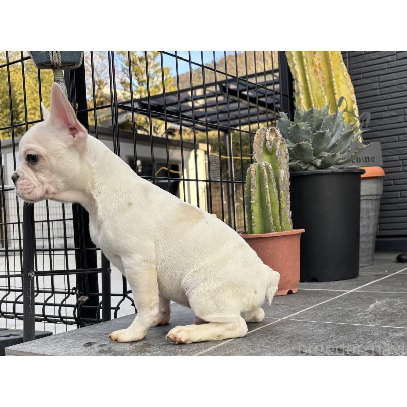 販売中の京都府のフレンチブルドッグ-422757の5枚目