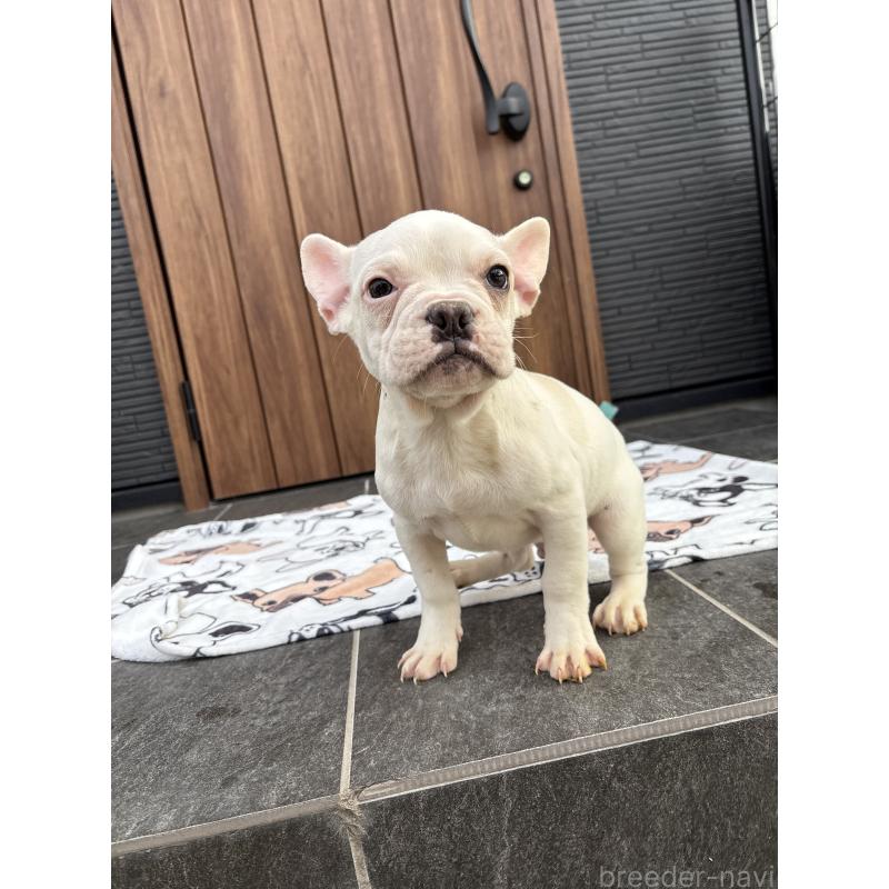 販売中の京都府のフレンチブルドッグ-422757の4枚目