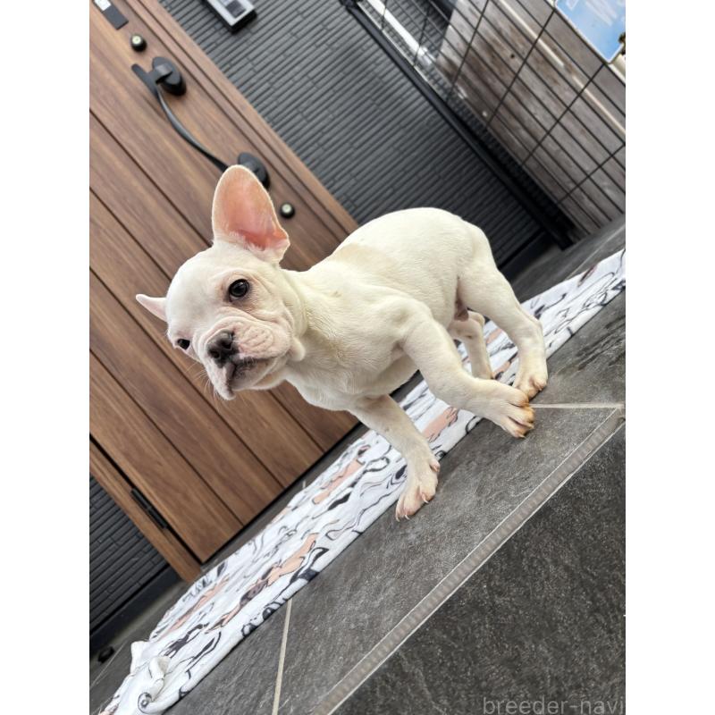 販売中の京都府のフレンチブルドッグ-422757の3枚目