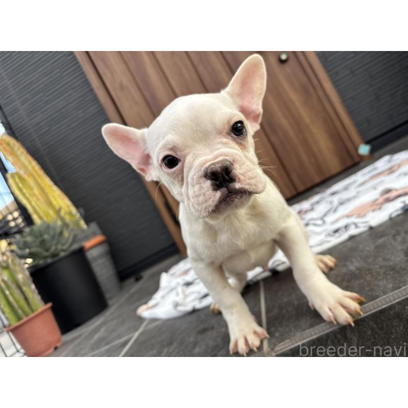 販売中の京都府のフレンチブルドッグ-422757の2枚目